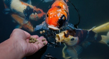 Jak a čím krmit rybníčky v jezírku?